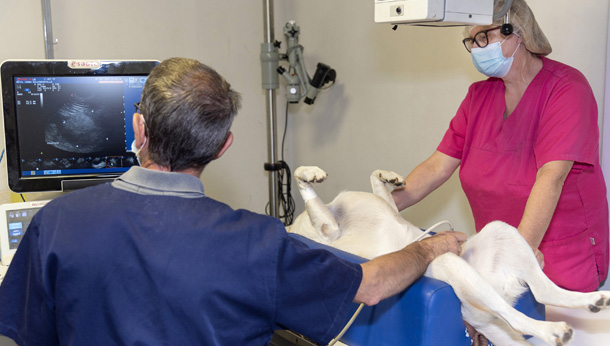 veterinaire et ASV ultrasound